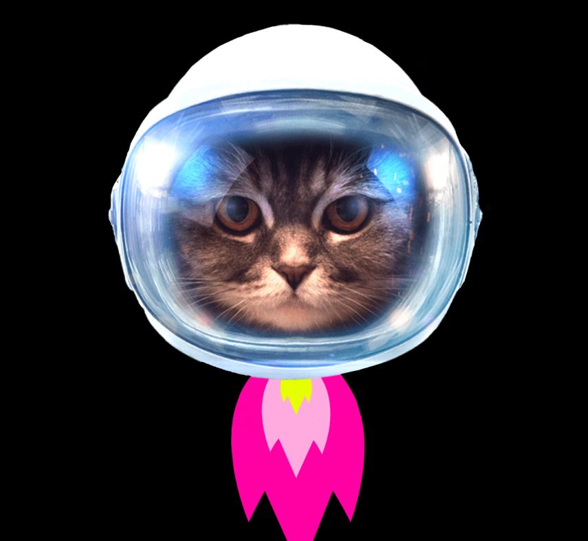 Schmitts Katze
